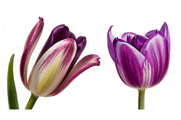 2 Tulip Watercolor Isolated Flower: A Decorative Display Font
