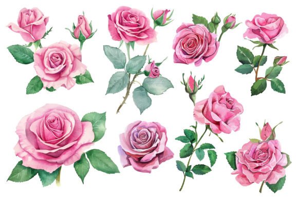 Watercolor Rose Flower Png: A Designer's Guide
